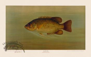 Rock Bass